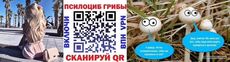 Галлюциногенные грибы Psilocybe  Купить закладки  Славгород 
